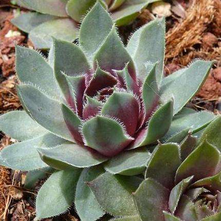 HEN AND CHICKS SEEDS SEMPERVIVUM -  5 HEN AND CHICKS SEEDS