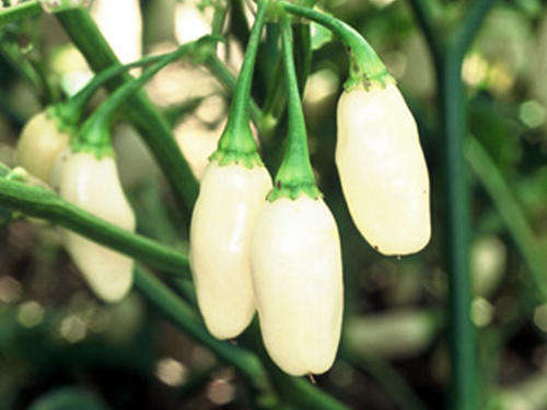 CHILLIES WHITE HABANERO CHILLI - 10 CHILLI SEEDS