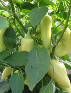 CHILLIES SANTA FE CHILLI - 10 CHILLI SEEDS