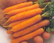 CARROT SEEDS LITTLE FINGERS - 100 CARROT SEEDS