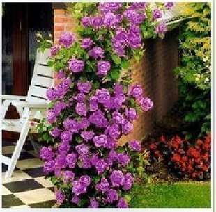 ROSE SEEDS CLIMBING ROSE PURPLE - 10 ROSE SEEDS