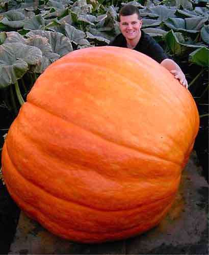 PUMPKIN SEEDS BIG MAX - 5 PUMPKIN SEEDS