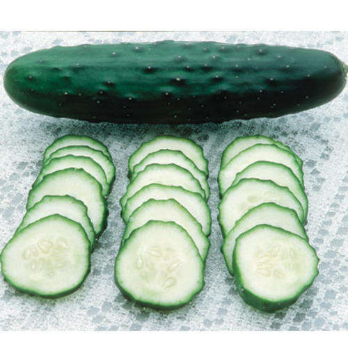 CUCUMBER SEEDS MARKETMORE - 10 CUCUMBER SEEDS