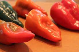 PEPPER SEEDS POBLANO ANCHO - 10 PEPPER SEEDS