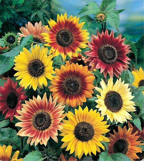 HELIANTHUS SEEDS AUTUMN BEAUTY - 10 HELIANTHUS SEEDS