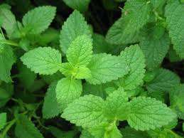 PEPPERMINT SEEDS - 25 PEPPERMINT SEEDS