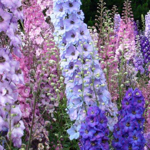 DELPHINIUM SEEDS CONNECTICUT YANKEES MIX - 15 DELPHINIUM SEEDS