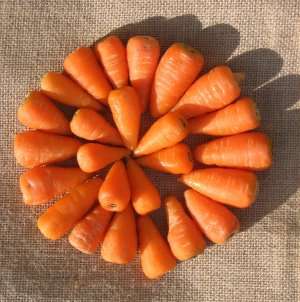 Carrot Seeds Baby Carrot - 700+ Baby Carrot Seeds