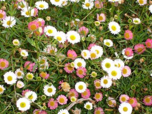 ERIGERON SEEDS PROFUSION - 25 ERIGERON SEEDS