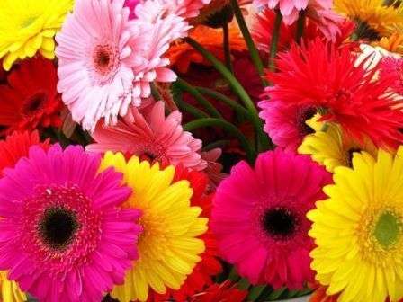 GERBERA SEEDS MIX - 100 BULK GERBERA SEEDS