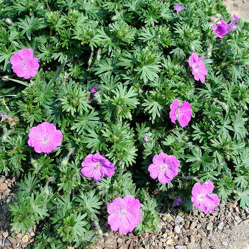 GERANIUM SEEDS INCANUM - 5 GERANIUM SEEDS