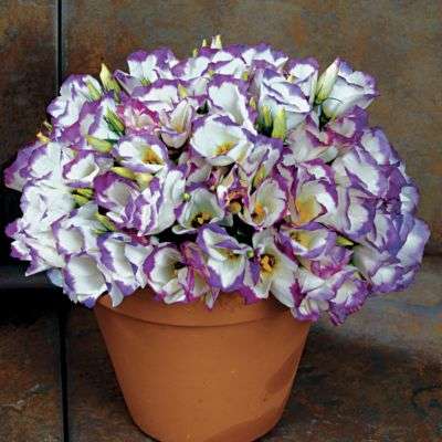 LISIANTHUS SEEDS SAPHIRE BLUE - 10 LISIANTHUS SEEDS