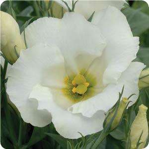 LISIANTHUS SEEDS SAPPHIRE WHITE - 10 LISIANTHUS SEEDS