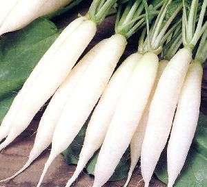 RADISH SEEDS WHITE ICICLE - 40 RADISH SEEDS