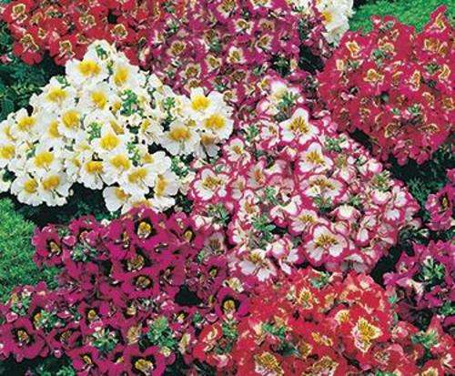 SCHIZANTHUS SEEDS STAR PARADE - 10 SCHIZANTHUS SEEDS