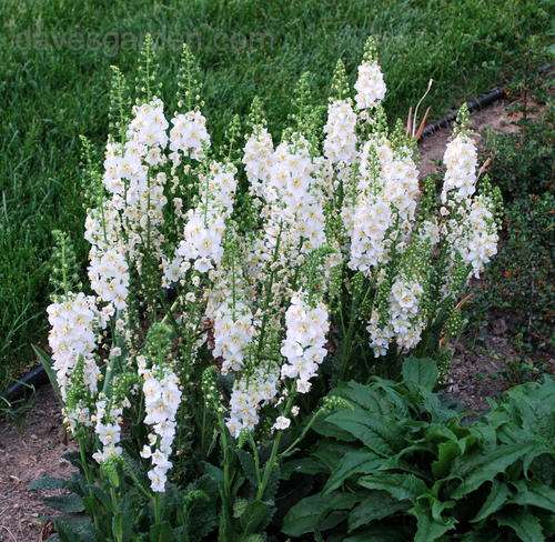 VERBASCUM SEEDS TEMPTRESS WHITE - 10 VERBASCM SEEDS