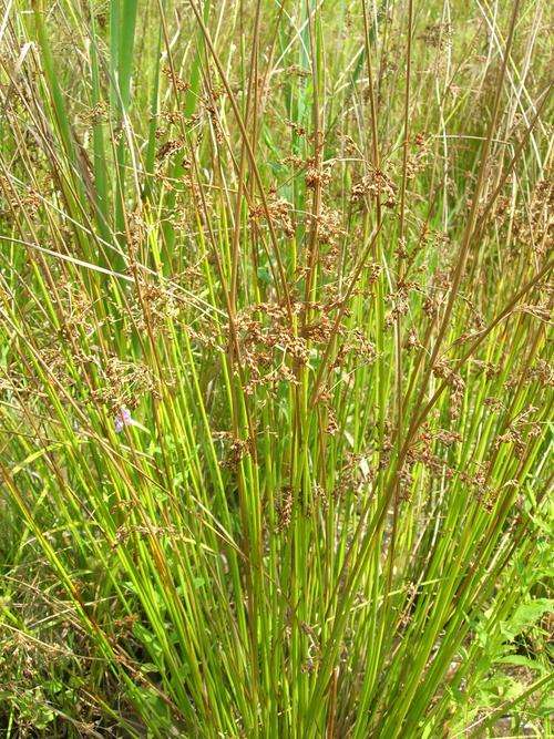 GRASS SEEDS SOFT RUSH - 25 GRASS SEED