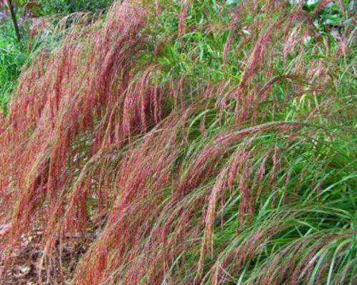 GRASS SEEDS RUBY SILK LOVEGRASS - 20 GRASS SEEDS