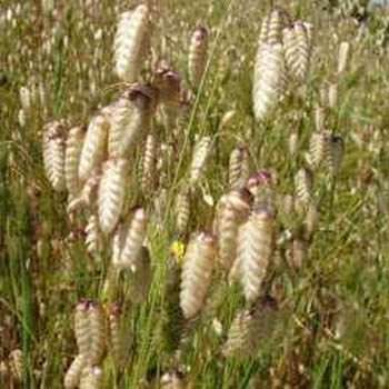 GRASS SEEDS QUAKING RATTLESNAKE - 20 GRASS SEEDS