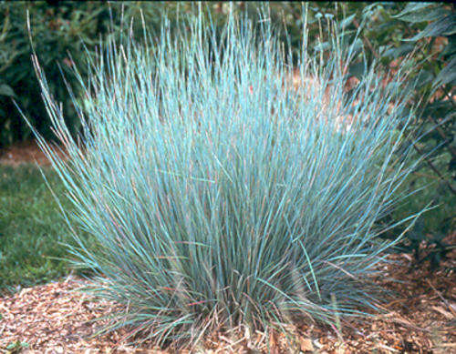 GRASS SEEDS LITTLE BLUESTEM - 20 GRASS SEEDS
