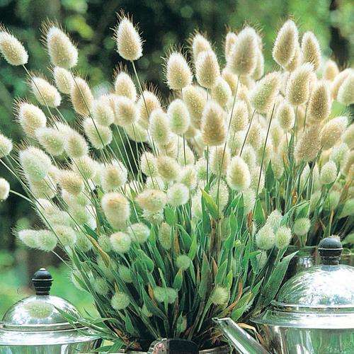 GRASS SEEDS BUNNY TAILS - 20 GRASS SEEDS