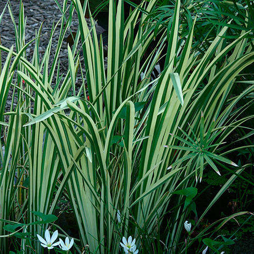 GRASS SEEDS SWEET FLAG - 25 GRASS SEEDS