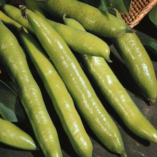 Broad Bean Seeds Aquadulce - 10 Broad Bean Seeds