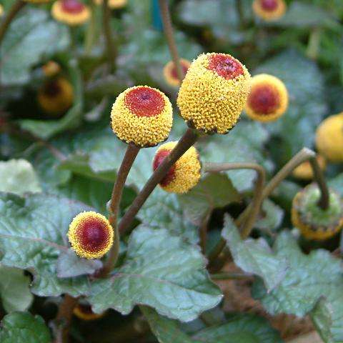 SPILANTHES OLERACEA TOOTHACHE PLANT - 20 SPILANTHES SEEDS