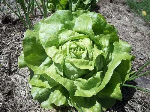 Lettuce Seeds Butterhead Attraction - 2 Grams Bulk Lettuce Seeds