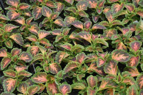 COLEUS SEEDS WIZARD CORAL SUNRISE - 100 COLEUS SEEDS