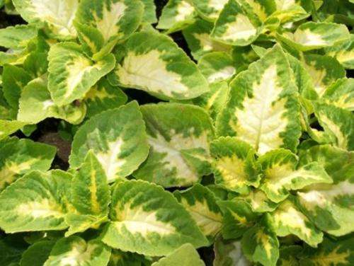 COLEUS SEEDS WIZARD JADE - 100 COLEUS SEEDS