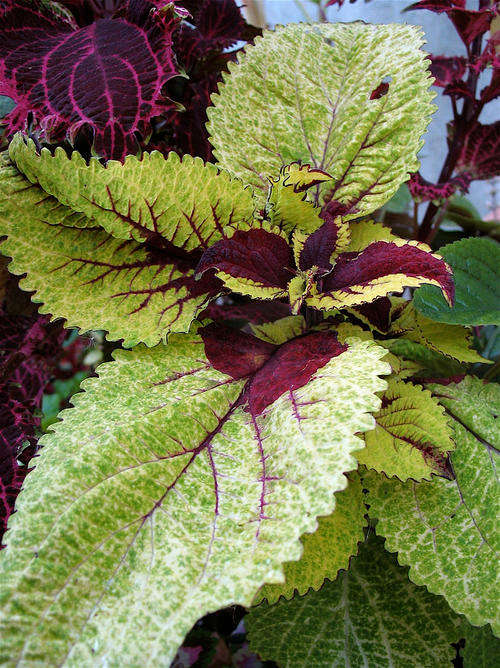 COLEUS SEEDS WIZARD PINEAPPLE 15 COLEUS SEEDS