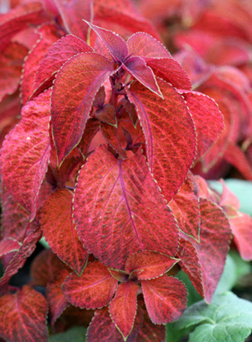 COLEUS SEEDS WIZARD SUNSET - 100 COLEUS SEEDS