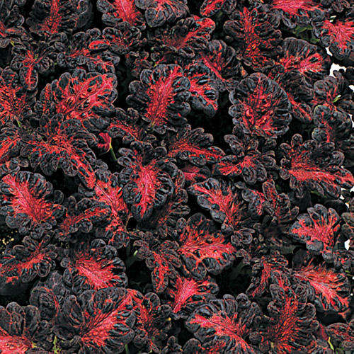 Coleus Seeds Black Dragon -  20 Coleus Seeds