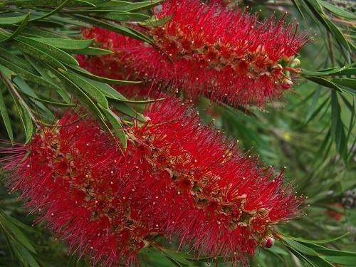 BOTTLE BRUSH SEEDS CRIMSON - 100 BOTTLE BRUSH SEEDS