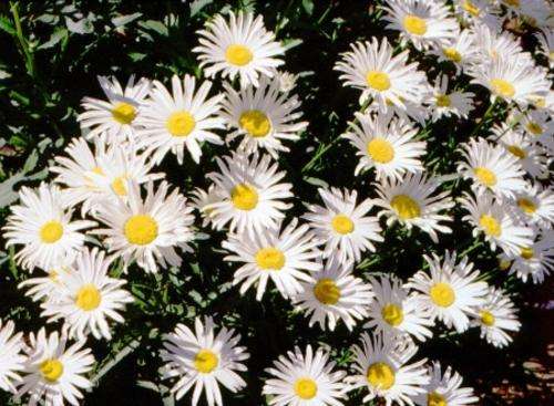 SHASTA DAISY SEEDS  DWARF - 25 SHASTA DAISY SEEDS