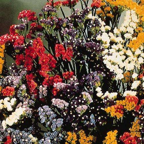 STATICE SEEDS QIS MIX - 20 STATICE SEEDS