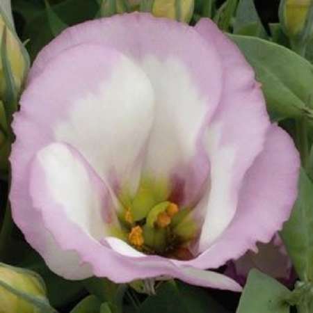 LISIANTHUS SEEDS SAPPHIRE PINK RIM - 10 LISIANTHUS SEEDS
