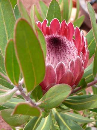 PROTEA SEEDS NERIFOLIA - 5 PROTEA SEEDS