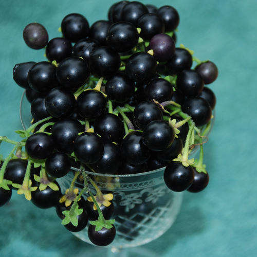 WONDERBERRY SEEDS HUCKLEBERRY - 20 WONDERBERRY SEEDS