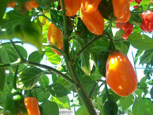 CHILLIES ORANGE HABANERO CHILLI - 10 CHILLI SEEDS