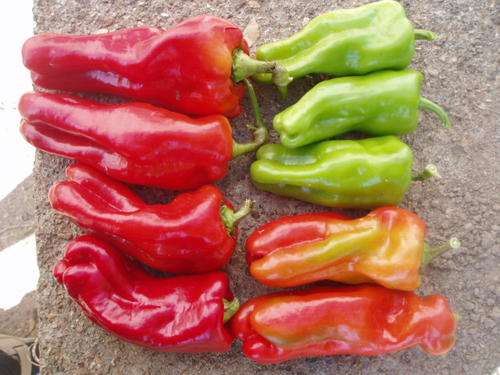 PEPPER SEEDS CUBANELLE - 10 SWEET PEPPER SEEDS