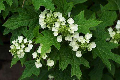HYDRANGEA SEEDS OAK LEAF - 10 HYDRANGEA SEEDS