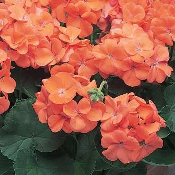 GERANIUM SEEDS MAVERICK ORANGE - 5 GERANIUM SEEDS