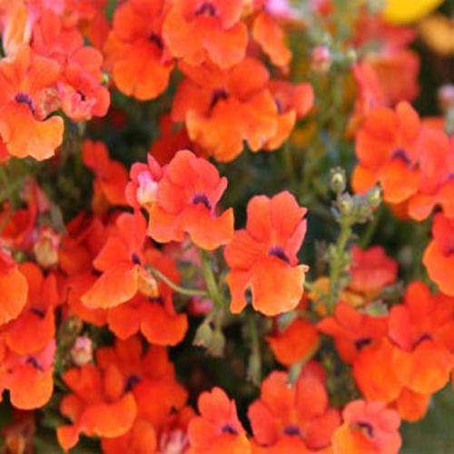 NEMESIA SEEDS PRINCE OF ORANGE - 100 NEMESIA SEEDS