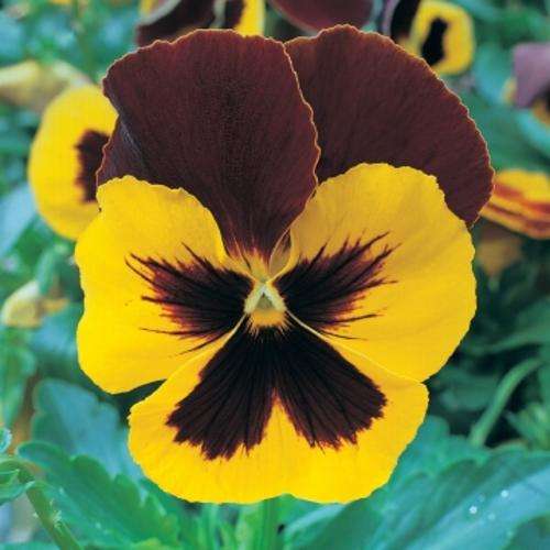 PANSY SEEDS JEMA RED/YELLOW - 20 PANSY SEEDS