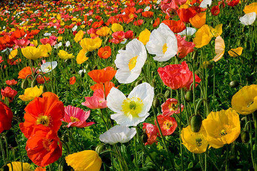 Icelandic Poppy Seeds - 0.25 grams Seeds Artist Glory Poppy Seed