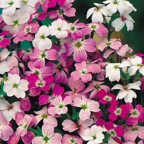 Stocks Seeds Virginian - 2 Grams  Stocks Seeds