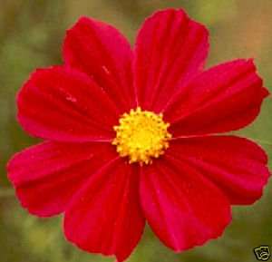 COSMOS SEEDS RED DAZZLER - 40 COSMOS SEEDS