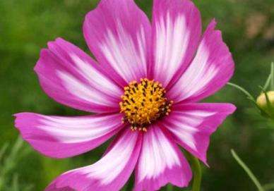 COSMOS SEEDS CANDY STRIPE - 40 COSMOS SEEDS